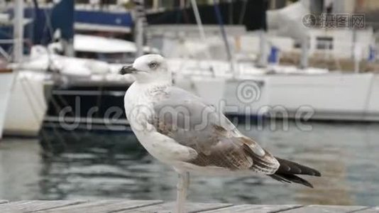 一只白色的大海鸥正沿着海湾和泊船近距离拍摄。 一只美丽的大白海鸥视频