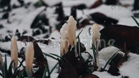 雪中的鳄鱼花视频