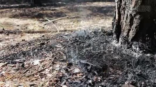 干燥的树叶和针叶在森林的树下冒烟。 森林火灾威胁视频