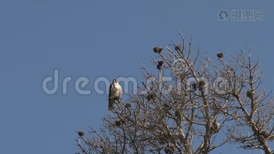 美国加利福尼亚州西海岸一棵树上的猎鹰鸟视频