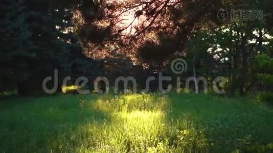 日落时分森林中美丽的绿色草地视频
