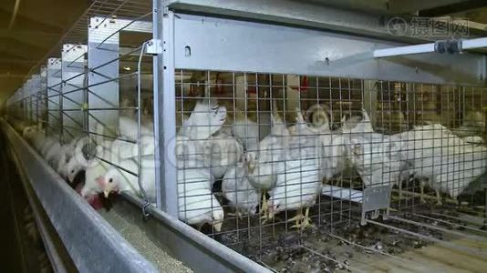 家禽农场的白鸡细胞。视频