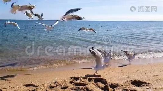 海鸥在沙滩上慢悠悠地为食物而战，海鸥在大海上嬉戏视频