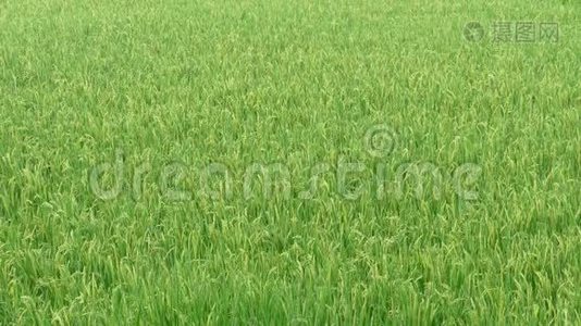 水稻稻田在干旱季节。 秋季绿叶黄稻田特写视频