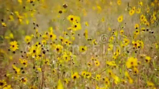 黄花草地视频