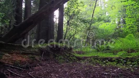 穿过森林，阳光穿过树木视频