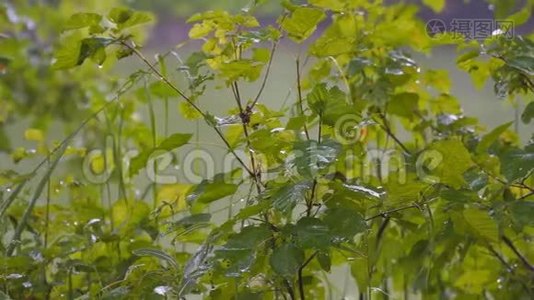 夏天的雨落在绿叶上视频