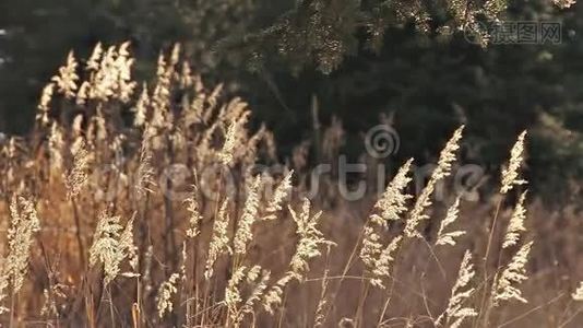 草在微风中缓慢移动视频