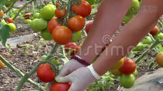 采摘者手中的成熟番茄视频
