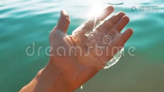 水母在海滩上日落背景。水母通过手中的太阳射线和海平面照射。 透明透明视频