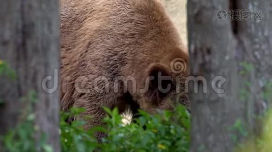 靠近野生棕熊，在森林里自由地穿过树木和植物视频