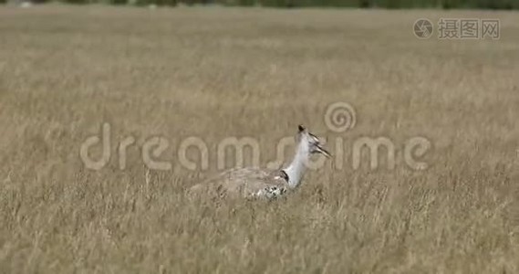 非洲灌木丛中的KoriBustard，非洲，纳米比亚视频