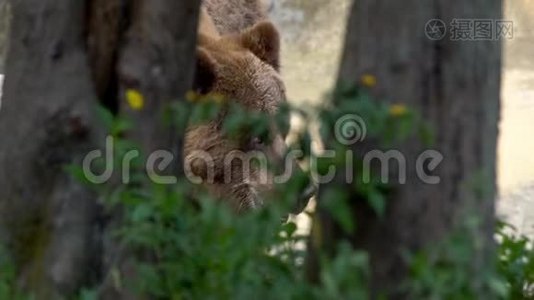 靠近野生棕熊，在森林里自由地穿过树木和植物视频