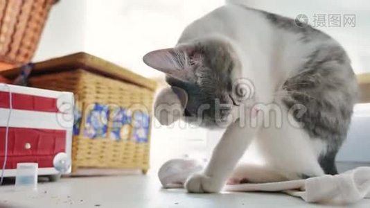 猫洗舔洗窗户，拂过窗外的晨光。 猫舔爪子。 猫视频