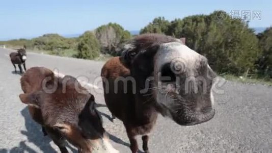 有趣的驴子看着相机视频