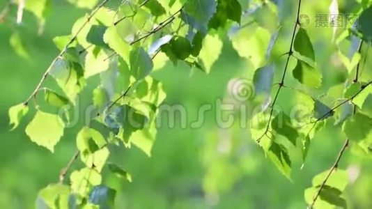 年轻的桦树叶子在春天背光视频