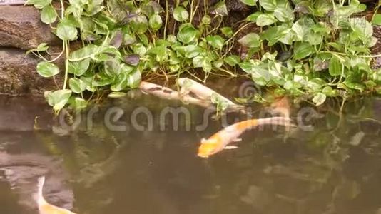 池塘里的大红日本鲤鱼好玩的喝水视频