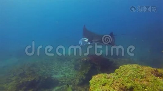 曼塔·雷合拢。 海洋蓝海水中的大曼塔雷喂养与游泳视频