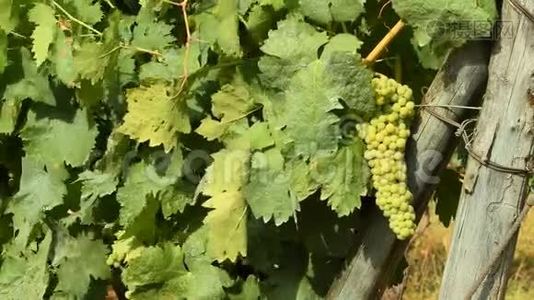 在一个阳光明媚的日子里，在钱安蒂葡萄园里放着一捆白葡萄。 托斯卡纳。视频