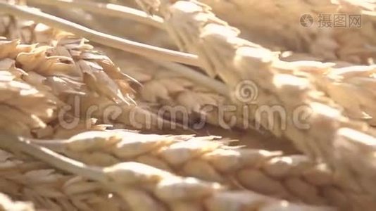 小麦耳朵和太阳视频