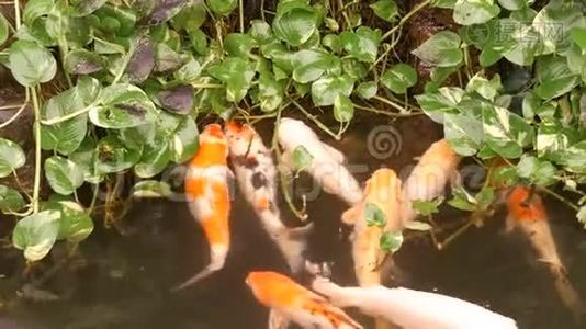 池塘里的大红日本鲤鱼好玩的喝水视频