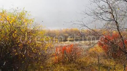 秋季冬季天气：11月甘南，雪和雨稳定地落在阳光充足的树木上视频
