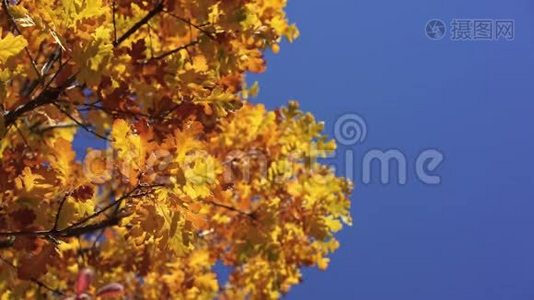 阳光透过黄橡树的叶子照耀。 背景上的蓝天.. 美丽的秋天金色森林.. 黄叶视频
