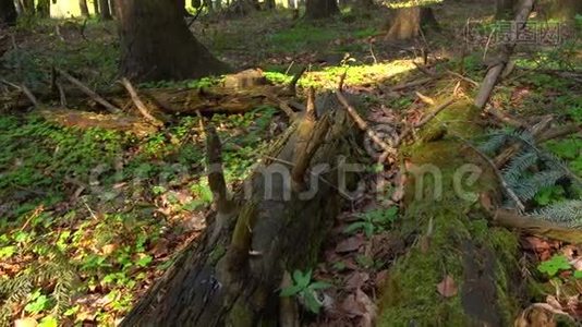 大自然的野生森林，倒下的树木长着苔藓视频