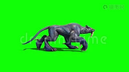 怪兽美洲狮行走循环侧绿色屏幕3D渲染动画视频