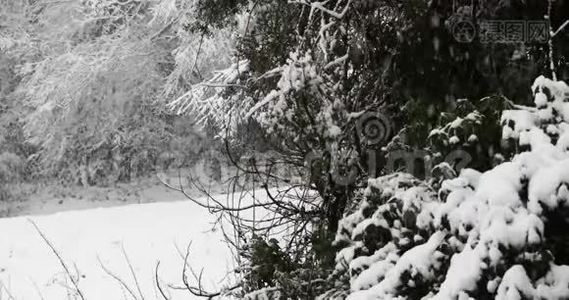 冬天雪花飘落视频