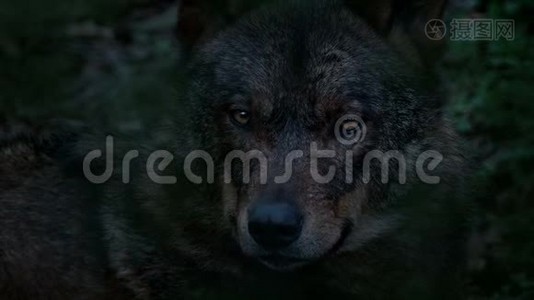 狼在森林深处寻找夜晚视频
