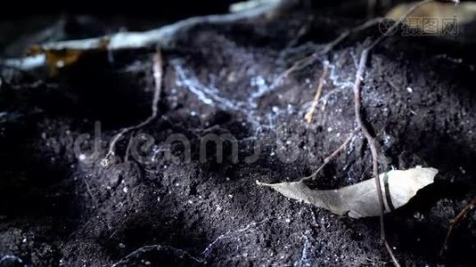 夜林中的土叶和蜘蛛网..万圣节背景视频