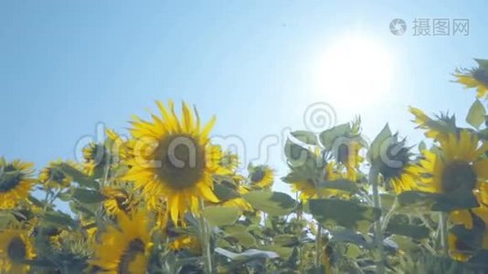 田野里的向日葵和淡蓝色的天空视频