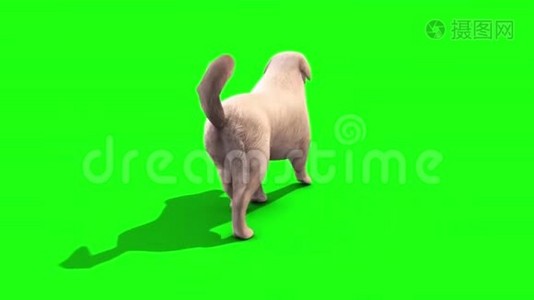 白色大狗遛循环返回绿色屏幕三维渲染动画视频