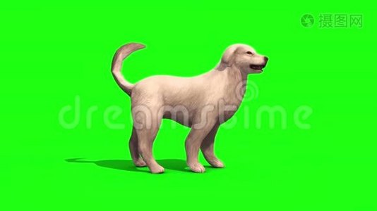 白色大狗嗅探侧绿色屏幕3D渲染动画视频