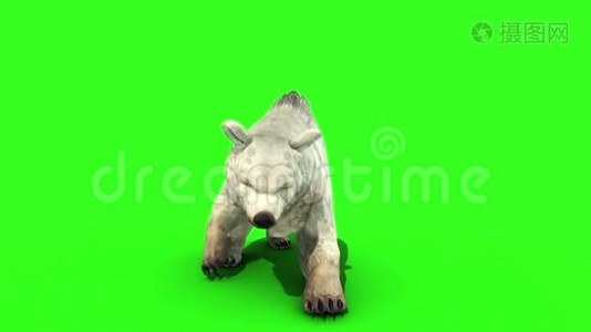 白熊攻击前绿屏3D渲染动画视频