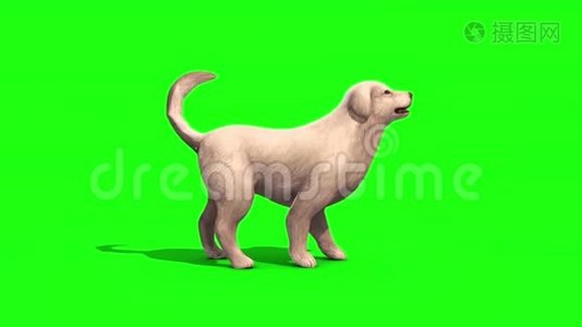白色大狗吠侧绿色屏幕三维渲染动画视频