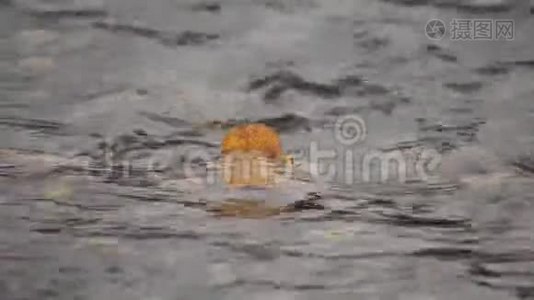 一片秋叶在平静安详的河面上视频