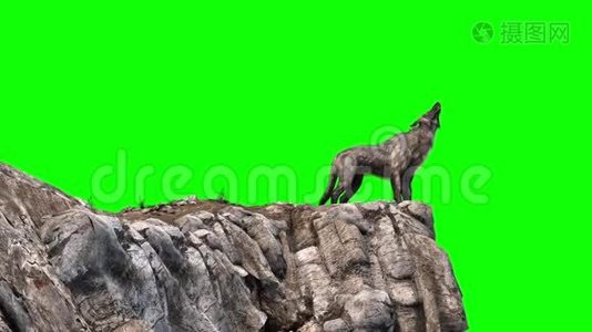 狼嚎绿色屏幕岩石三维渲染动画视频