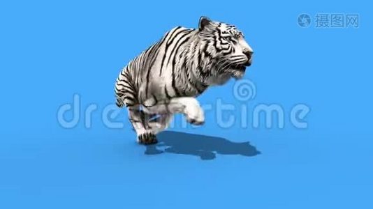 白虎跑动物循环关闭绿屏3D渲染动画视频