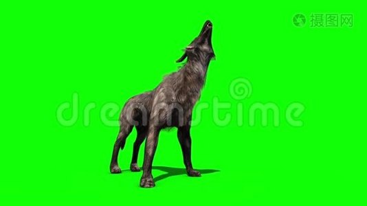 狼嚎绿色屏幕三维渲染动画视频
