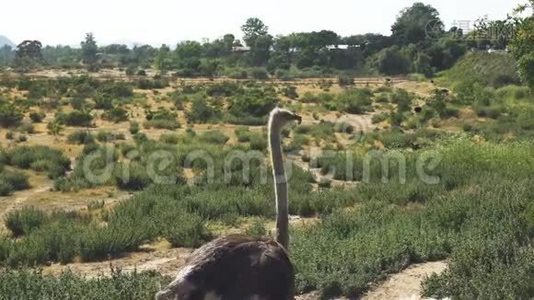 在加州散步的鸵鸟视频