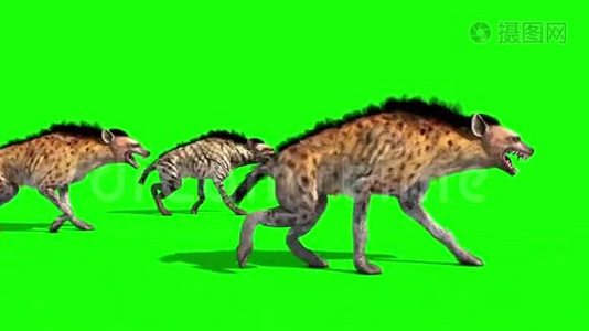 鬣狗动物羊群路边绿屏3D渲染动画视频