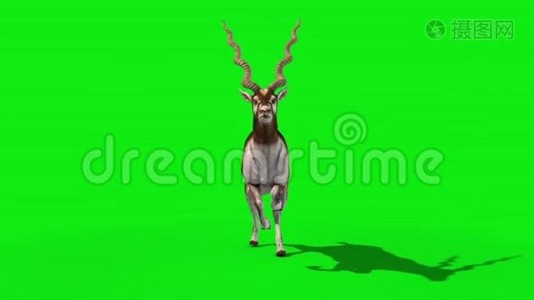 印度羚羊前绿屏3D渲染动画视频