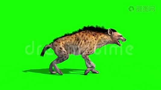 鬣狗马库拉塔动物行走周期侧绿色屏幕3D渲染动画视频