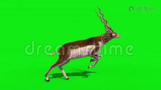 印度羚羊环保屏幕3D渲染动画视频