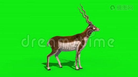 印度羚羊攻击侧环绿色屏幕3D渲染动画视频