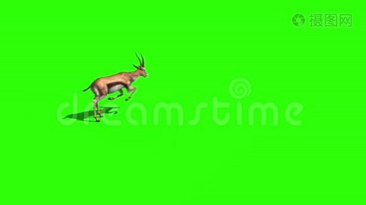 瞪羚萨凡纳绿色屏幕3D渲染动画视频