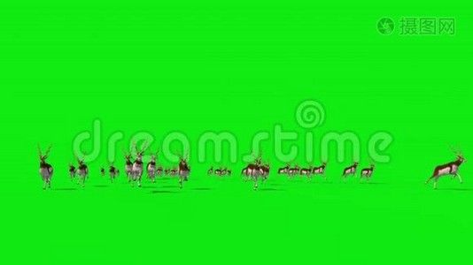 印度羚羊集团运行前绿色屏幕3D渲染动画视频