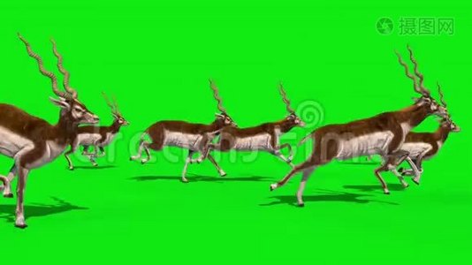 印度羚羊集团经营侧绿幕3D渲染动画视频